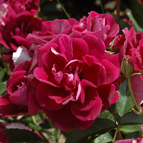 Deep burgundy rose bloom with dense ruffled petals and green leaves