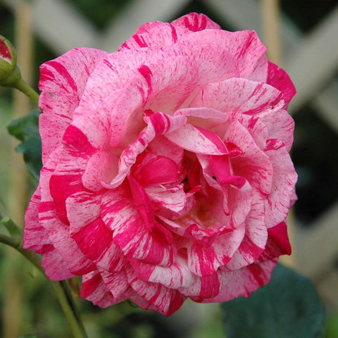 Pink and white rose blossom close-up, layered petals with bold striped pattern