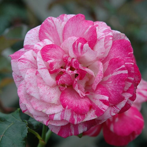 Pink and white striped rose blossom with ruffled petals and curled inner petals