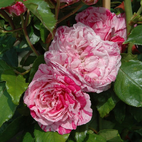 Cluster of pink and white rose blooms on leafy stems, two flowers visible