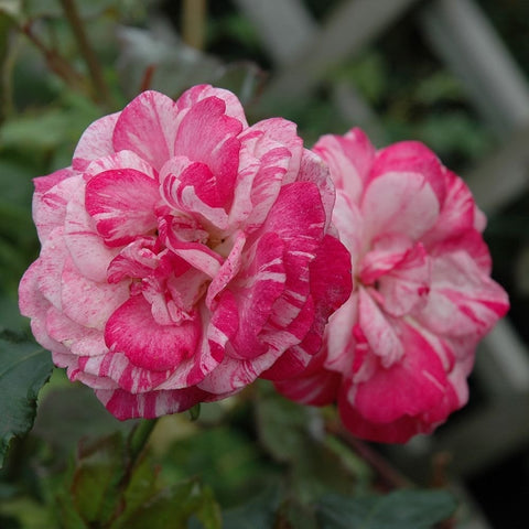 Pink and white striped rose bloom with another pink rose blossom nearby