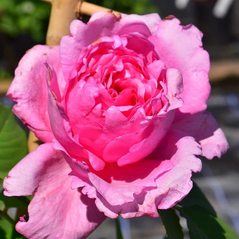 Pink and light pink double rose with dense ruffled petals
