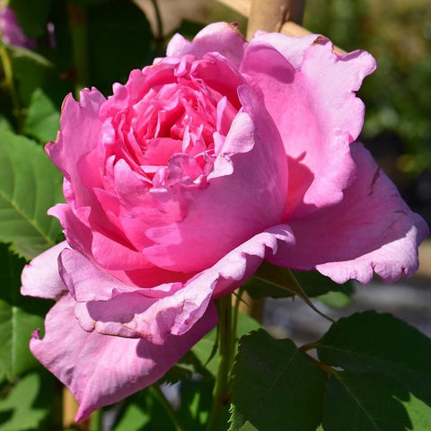 Pink double rose flower with ruffled outer petals and green leaves