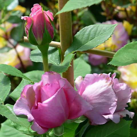 Pink rose buds and blooming double flowers on green leaves