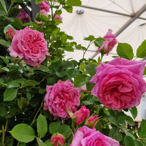 Cluster of pink double roses on leafy stems