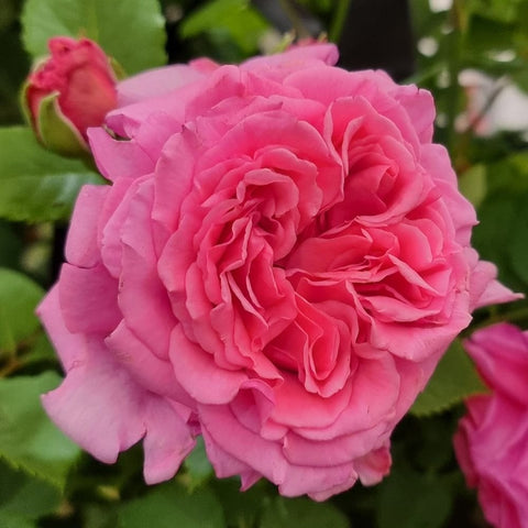 Close-up of a pink double rose with layered ruffled petals