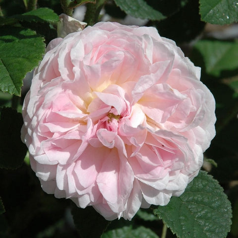 Bare root rose bloom with pale pink double, ruffled petals