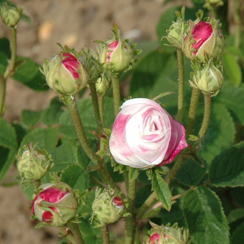 Bare root rose cluster with pink-striped buds and one opening pale rose
