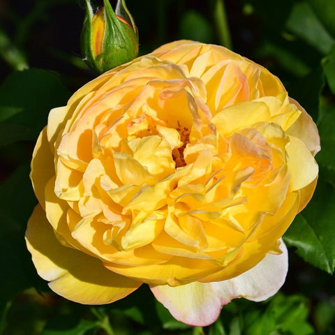 Golden yellow rose bloom with layered petals and a green bud, surrounded by leaves