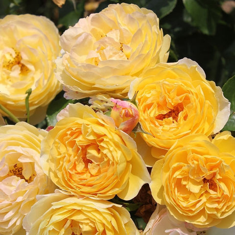 Cluster of golden yellow rose blooms with layered ruffled petals and green foliage