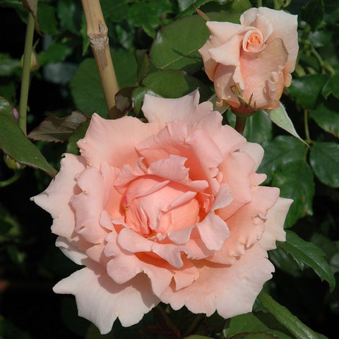 Cream and peach double rose blossoms with green leaves on a stem