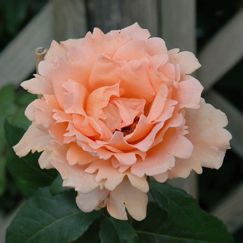 Peach double rose flower with layered petals and surrounding green leaves