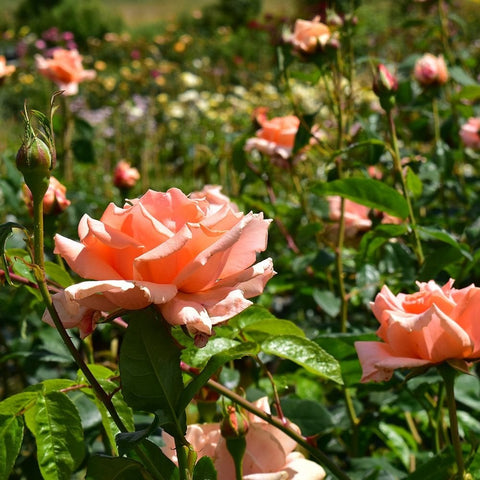 Peach rose stems with buds and blossoms, surrounded by green leaves