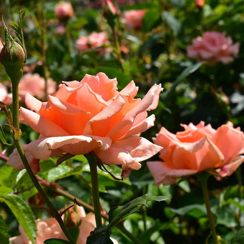 Orange-peach rose blossoms on upright stems with green foliage