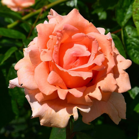 Peach-orange double rose flower close-up with green leaves