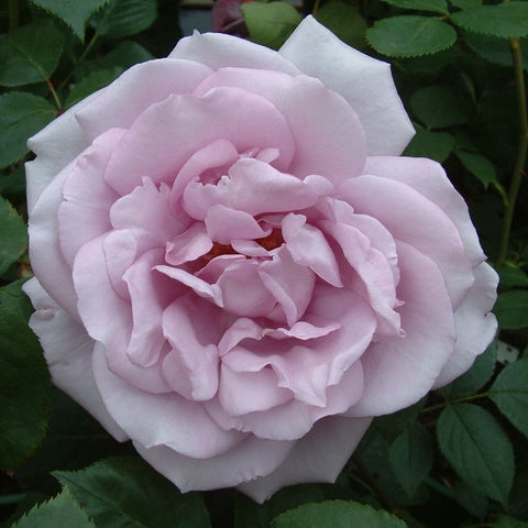 Light pink rose bloom with layered petals and a ruffled center