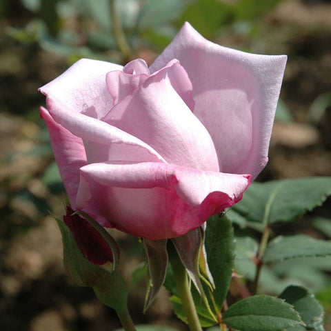 Pink rose bud and light pink bloom on green stems with leaves
