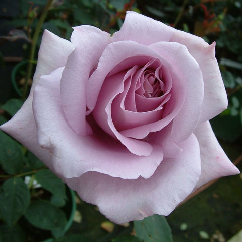 Pale pink rose bloom with tightly layered petals and visible inner swirl