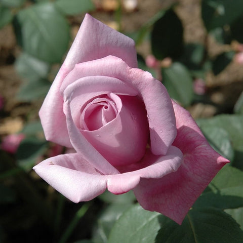 Light pink rose bloom with deeper pink petal edges and green leaves