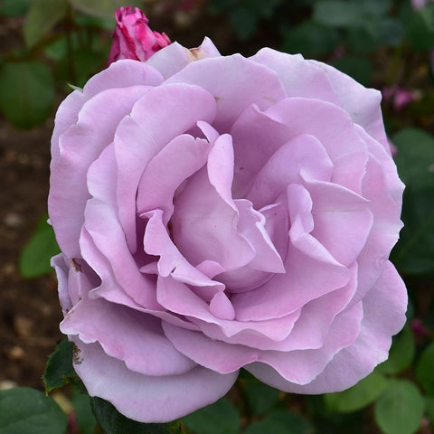 Lilac-pink rose bloom with many ruffled petals and a pale center