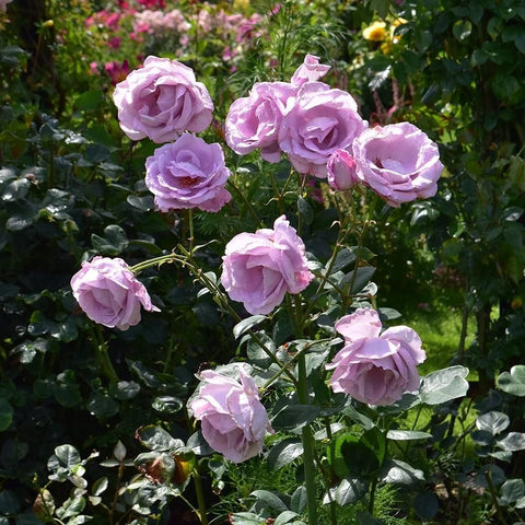 Cluster of pale pink rose flowers with green leaves on stems