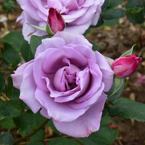 Lavender-pink rose bloom with a pink bud and green foliage
