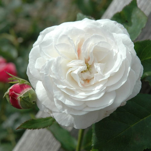 White rose bloom with ruffled petals, green leaves, and pink buds