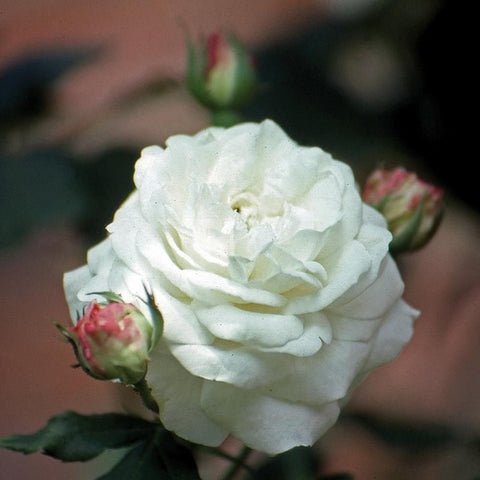 White rose flower with ruffled petals, surrounded by green leaves and pink buds