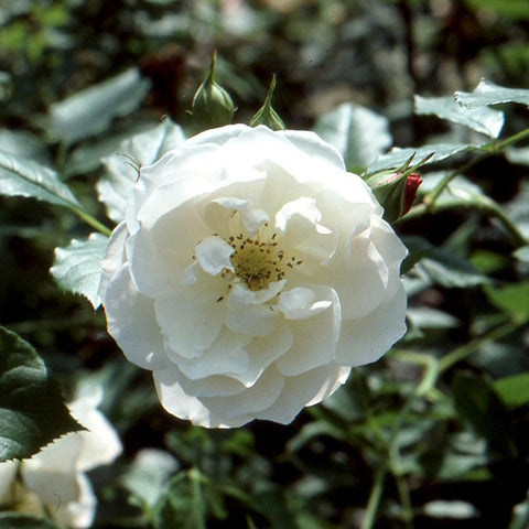 White rose with visible yellow center, ruffled petals, and green leaves