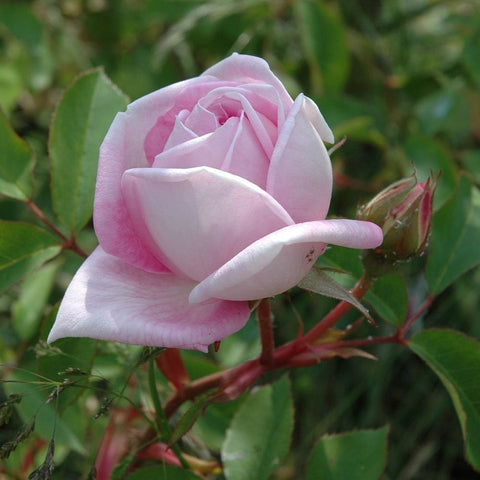 Light pink rose flower with bud and red stems, close-up on leaves