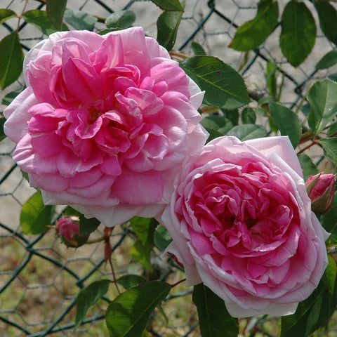 Two pink double rose blossoms on leafy stems, outdoor garden close-up