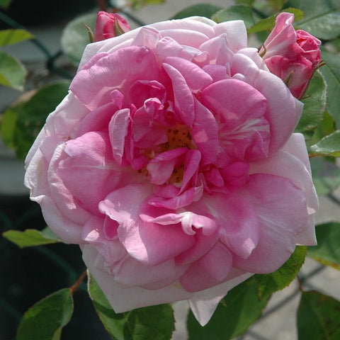 Pink double rose bloom on green leaves, close-up flower head