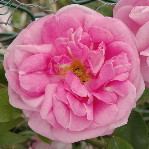 Large pale pink rose bloom with yellow center, detailed petals and stamens