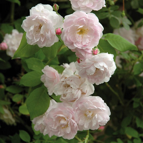 Soft pink and white rose clusters with curled petals and green leaves