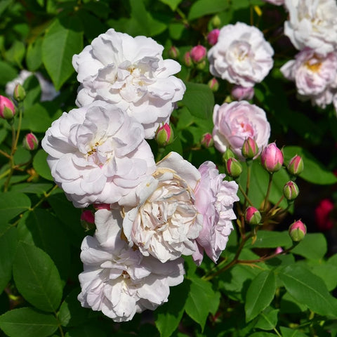 White rose blossoms on green stems with round buds and layered petals
