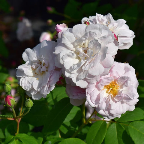 Light pink and white rose blossoms with gold centers and tight green buds