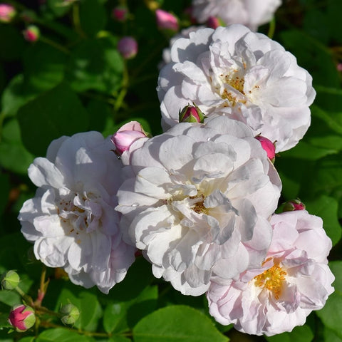 Blush Noisette rose flowers with layered white petals and pale pink centers