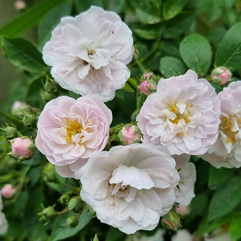 White rose blossoms with pale blush petals and small pink buds among green leaves