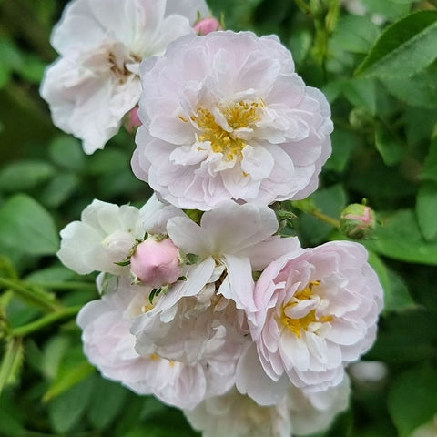 White and blush pink rose blossoms with gold-yellow stamens and green buds