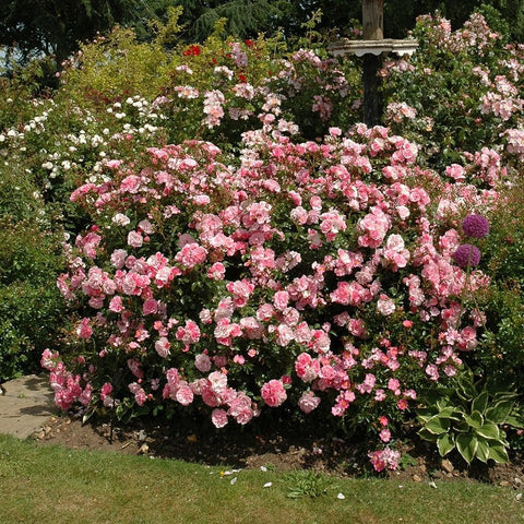 Pink rose bush with dense clusters of blooms and green leaves.