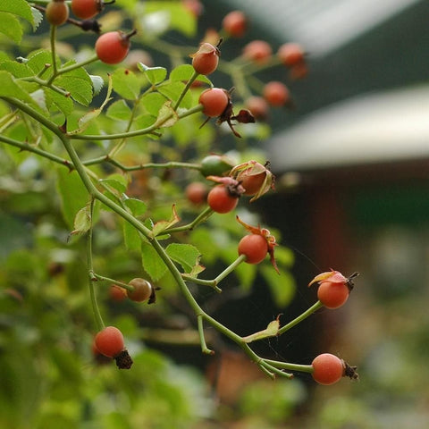 Rose bush branches with small orange-red rose hips and green leaves.