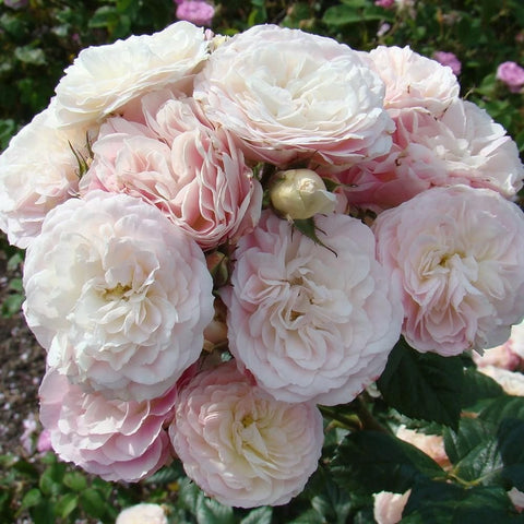 Rose plant with pale pink and white ruffled flowers and green buds, dense cluster.
