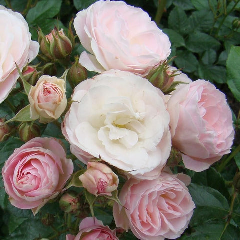 Rose plant with pale pink and white ruffled roses, green buds, and leaf-covered stems.