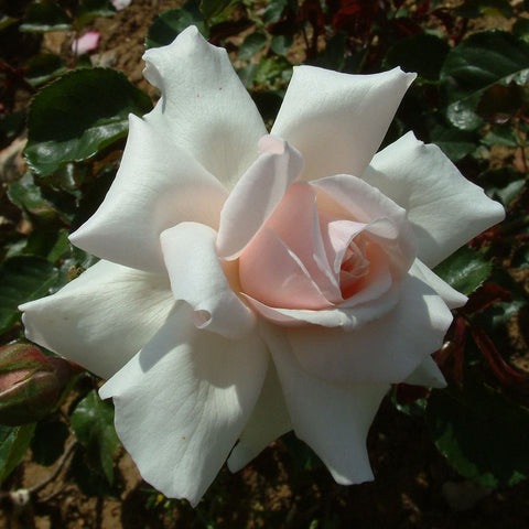 Beatrix Potter (TM) rose with white petals and pink center