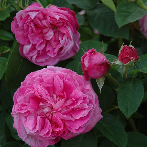Baronne Prevost rose plant with dark pink double blooms and green leaves