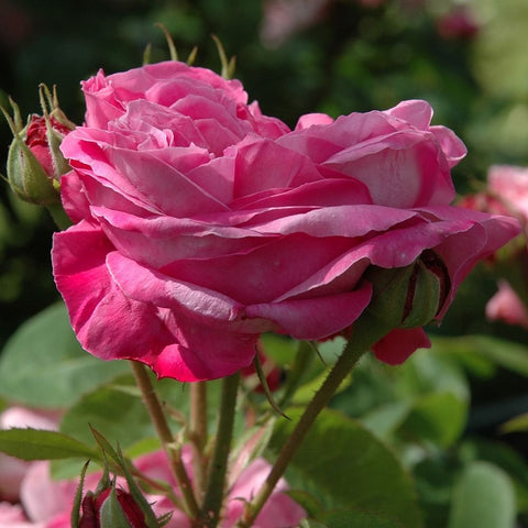 Dark pink double rose blooms on stems with leaf cluster