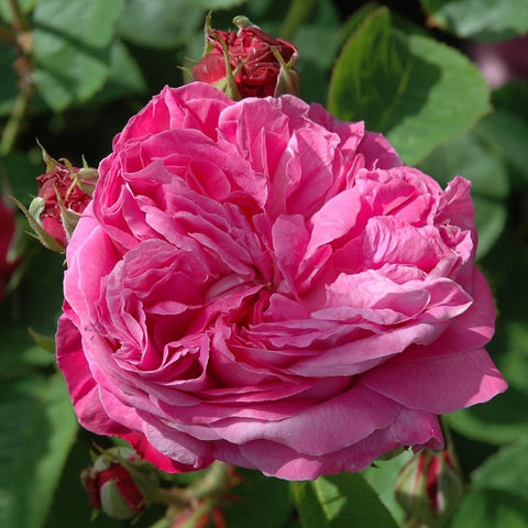 Hot pink double rose bloom with unopened buds and green leaves