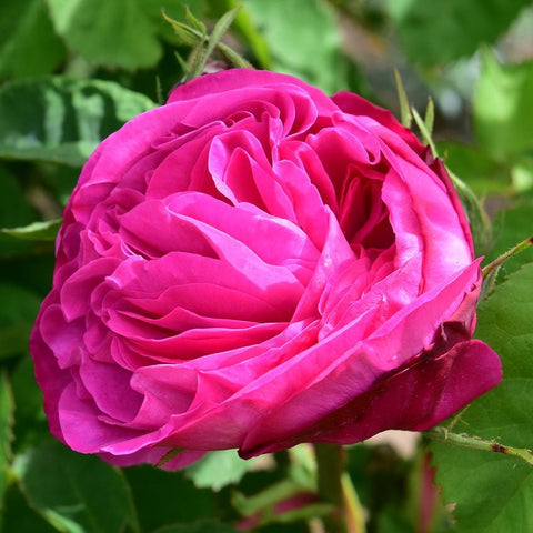 Bright pink double rose flower with green leaves and surrounding buds