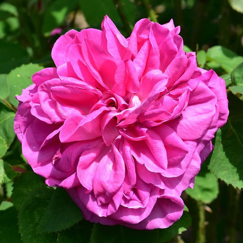 Pink rose with layered petals, centered bloom and surrounding green leaves