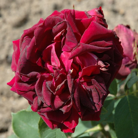 Cluster of dark pink rose blooms with layered petals and green foliage